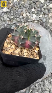 Gymnocalycium Mihanovichii. ID: Bubble Gum / Gymnocalycium Variegated / Cactus Succulents