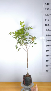 Cây Giống Nhãn Xuồng Cơm Vàng - Cơm Vàng Dày - Hạt Nhỏ Ngọt Đậm - Nhanh Cho Trái - Cây Giống Vân Anh