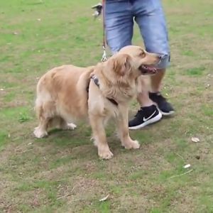 Candy Dog Harness / Tali Tuntun Harnes / Rantai Anjing Kucing Pet Belts Uk. XL