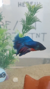 BETTA FISH FOOD (LUZON AREA ONLY)