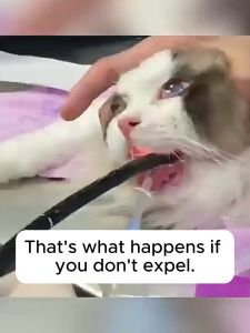 【Buy 4 get 1 free】PetClear 🐱 Freeze Dried cat grass sticks chicken hair ballscat grass cat food cat teething sticks