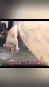 ไม่มีผล คืนเงิน 3 เท่า ยาเบื่อหนู 10 แพ็ค ยาเบื่อ หนู หนูแห้งตายข้างนอกไม่เหม็น ยาฆ่าหนู ยาเบื่อหนูแห้ง ยาฆ่าหนูแห้ง ยากำจัดหนูบ้าน เหยื่อดักหนู ยาฆ่าหนูยกรัง ยาหนูตายแห้ง