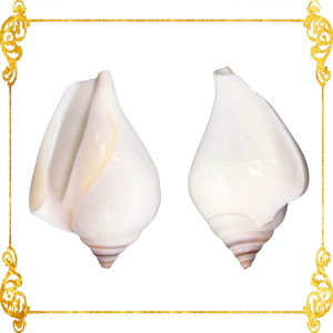 Canarium  Dog Conch  White  2 - 2.5 Inches