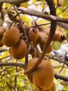 Bibit Tanaman Buah Kiwi Super Manis