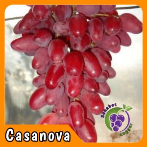 Bibit Anggur Import Casanova Grafting Valid Muarh Berkualitas
