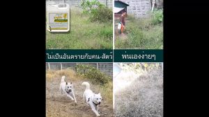 100 ลิตร พ่นสู้ฟัด จูบจุลินทรีย์ฆ่าหญ้า 1 ลิตร พ่นเองง่ายๆ ปลอดภัยตอคนและสัตว์เลี้ยง