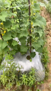 Benih Mentimun Citra Beby F1 BINTANG ASIA KEMASAN 20GR