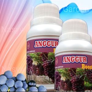 Pupuk Booster Buah Naga Anggur Perangsang Buah Terbaik Ampuh Supaya