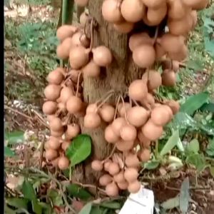 Bibit Buah Kepel / Buah Langka Unggulan Berkualitas