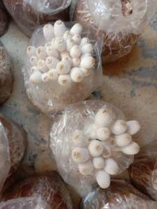 เห็ดโคนน้อย 20 ก้อน200บาท