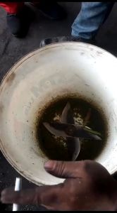 Sambungan Pisau Pencacah Rumput Ukuran 10-12mm: Panduan Perawatan Taman Profesional