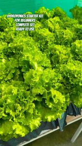 HYDROPONICS STARTER KIT 2 - WITH GROWBOX/1PACK OF ORIGINAL LETTUCE SEEDS/GRANULAR NUTRIENTS FOR PROPER GROWTH OF THE PLANTS