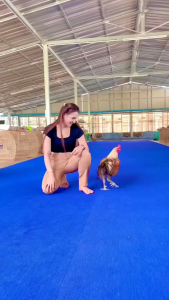 Kamlang Thailand Black Platinum Perhatian Full Power Doping Rawatan Harian Ayam Jago Bangkok Hati - Hati Barang Palsu Yang Asli Ada Hologramnya