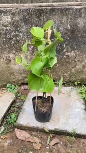 Cây Cát Đằng Lá Nhỏ - Dây leo chịu nắng - cho hoa xinh xắn!