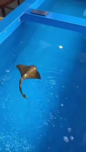 CONUSEA | 2.4G RC Dolphin Remote Control Manta Ray Remote Control Animal Boat Electric Simulation Fish Outdoor Water Toy Kid Birthday Gift