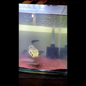 Paket Filter Aquarium Bio Foam S + Aerator 1 Lubang + Selang Aerator