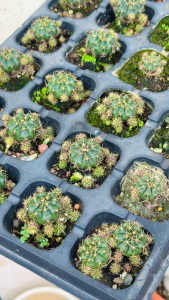 (Buy1Free1) Gymnocalycium Damsii/ 丽蛇丸裸萼球属