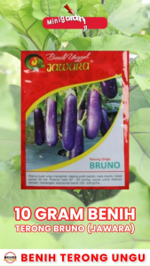 Terong Ungu BRUNO PACK 10 GRAM Benih Jawara bibit tanaman sayur sayuran unggulan ± 2500 biji