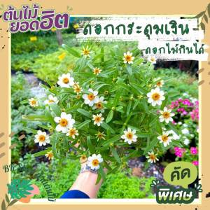 ดอกกระดุมเงิน ดอกไม้กินได้ ดอกกระดูมส้ม กระดูมทอง ดอกบานทน ประดับเค้กสูงคิ้วท์ เลี้ยงง่าย ผักสวนครัวปลูกง่าย มี 2 สีให้เลือก