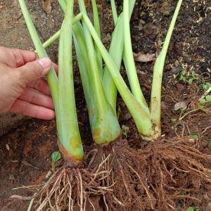 ต้นออดิบ/ตูนหรือคูน/1ต้นตัดรากตัดใบพร้อมนำไปปลูก