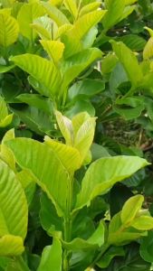 Lá Ổi Khô Hữu Cơ -  - Trà Lá Ổi Lá Ổi Khô Giúp Giảm Cân Ổn Định Đường Huyết Ngừa Sâu Răng Hôi Miệng - Shop Bà Điểm