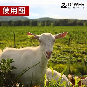 100Pcs Pig & Goat Ear Tag Set: Animal Identification Tags & Applicators