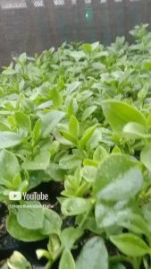 Tanaman Gantung Baby Sunrose Hijau Aptenia Cordifolia