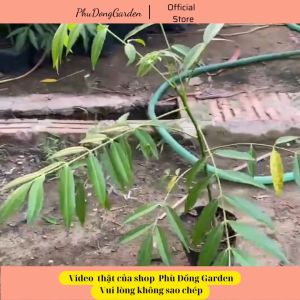 Cóc Thái lùn siêu quả cao 80cm | Lỗi 1 đổi 1 Quả giòn chua có thể trồng chậu ( ảnh thật)!