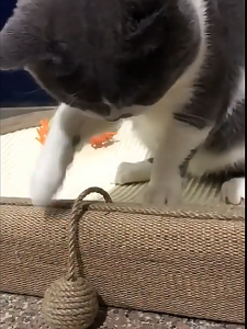 อัพเกรดใหม่ ที่ลับเล็บแมว ของเล่นแมว 3in1ที่ขูดเล็บ ที่ฝนเล็บแมว ขนาดใหญ่ สามารถใช้เป็นครอกแมวได้ ที่นอนแมว ป่านศรนารายณ์