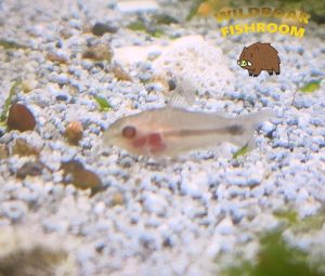 Albino pygmy corydoras | Live animal