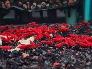 High Grade Cherry Shrimp ( Neocaridina Shrimp ) Planted Tank Decorative Aquarium Shrimp