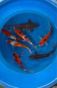 Japan koi import 33-38cm - Marudo & Marusei Farm  7pcs Combo at 4688 offer