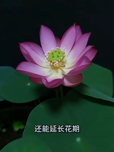 Bowl lotus nutrient solution hydroponic seed universal fertilizer promotes germination rooting and prevents yellowing of leaves 碗莲营养液