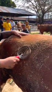 Sisir Pembersih Bulu Sapi Kambing Ettawa Domba Babi Sisir Hewan