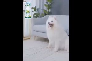 Flea and tick remover for dog 500ml Pet Anti Tick Flea Lice and Mite Remover Anti Garapata Killer Spray for Dog and Cat