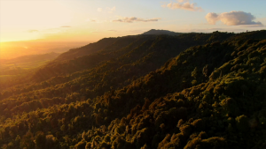 Kaimai Gold UMF 15+ (MGO 515+) Raw Manuka Honey (Madu) (500g)