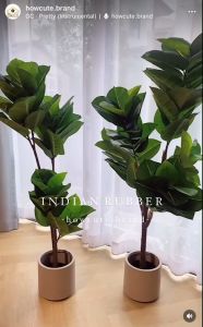 INDIAN RUBBER TREE ต้นยางอินเดียปลอม ฟอร์มสวยอินเดีย ใบเหมือนจริงมากๆ มินิมอลดูดี แต่งบ้านสวยสุดๆ