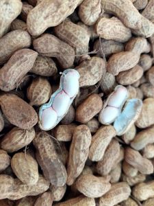 #พร้อมส่ง#ถั่วลิสง ดิบ สด พร้อมต้ม หรือเก็บ เป็นเมล็ดพันธุ์ สดจากไร่ ออแกรนิค ปลอดสาร ปลอดภัย น้ำหนัก 1 กิโลกรัม #ถั่วลิสง#ถั่วอบ#ถั่วตากแห้ง