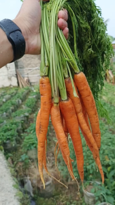 JUAL DAUN WORTEL / WORTEL BERDAUN PANEN 1 KILO