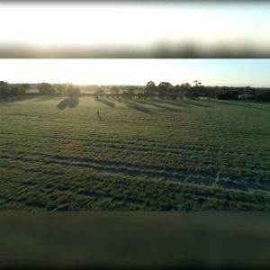 Barley Grass Powder: A Natural Solution for Healthy Weight Loss & Detox