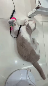 CẦN CÂU CHO MÈO TỰ CHƠI CÓ ĐẾ CỐ ĐỊNH