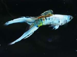 🔥CKH Aquatic🔥 Guppy Platinum Double Sword 孔雀鱼白金双剑