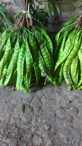 Petai pete segar mata super