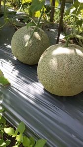 ANDARA 83 F1 isi 550 biji - Benih biji bibit buah melon hibrida manis