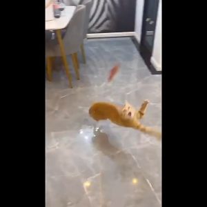 Cần Câu Đeo Cổ Cho Mèo - Đồ Chơi Thú Vị Giúp Mèo Tự Chơi Đùa