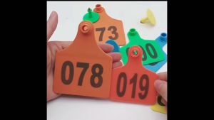10 Sets Livestock Identification Ear Tags TPU Earring Poultry Ear Tagger with 1 pcs Pliers Applicator for Cattle Cow Goat Sheep Pig