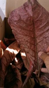 50 ใบผ่านเครื่องดื่ม เกรด A+++ ใบหูกวางที่ตากแห้ง ลดความเจ็บปวด คัดใบสวยเต็มใบ รวมสีปลากัด ใบหูกวางช่วยให้ปลากัดสวยงาม!