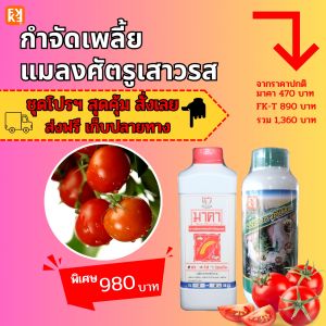 ยาฆ่าเพลี้ย แมลงจำพวกปากดูด ใน ต้นมะเขือเทศ และพืช ทุกชนิด พลังแก่ สารชีวภาพปลอดภัย ปลอดสารพิษ มาคาและ FK-T ใช้ได้ทุกพืชทุกชนิด