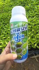 อาหารเสริมพืช ธาตุอาหารเสริม แพลนฟู๊ด 500 ซีซี ใช้ฉีดพ่นเขียวนาน เขียวทน เขียวไว ดูดซึมเร็ว รับประกันพืชโตเร็ว เร่งเขียวไว เขียวนาน ใช้สำหรับพืชผักทุกชนิด