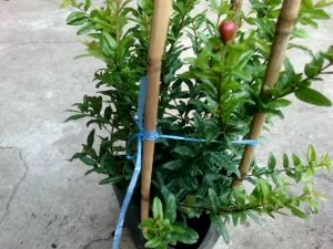 Cây lựu đỏ Ấn Độ - cây trưởng thành đang cho hoa